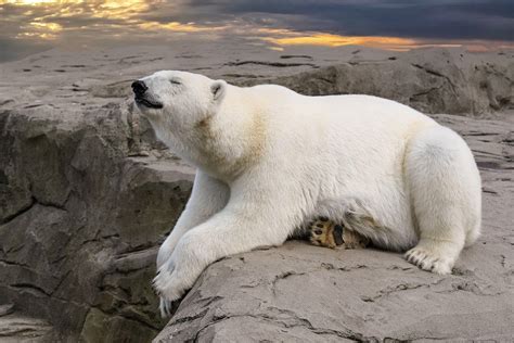 Mais de 10.000 imagens grátis de Urso Peludo e Urso